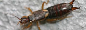 Earwigs